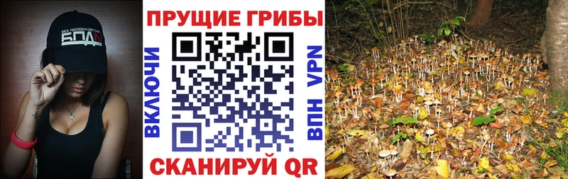 Галлюциногенные грибы Psilocybe  Купить закладки  Бахчисарай 